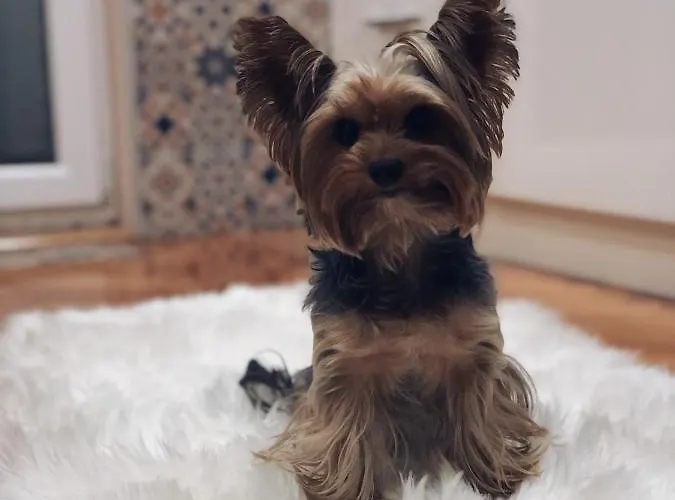 Stan Na Dan Stella سومبور